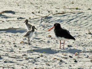 Dotherell bird family
