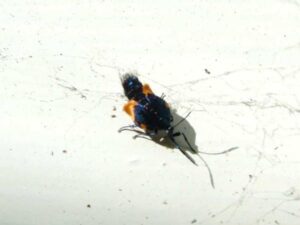 Insects come here also in all kinds of shapes and colours,...
